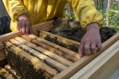 Bir adam kovan çerçevesinden bal ve arılarla çıkıyor..