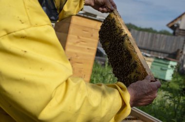 Bir adam kovan çerçevesinden bal ve arılarla çıkıyor..
