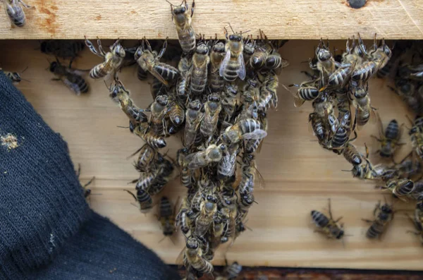 Wiele pszczół zbliżenie na zdjęciu. Pszczelarz pracuje. — Zdjęcie stockowe