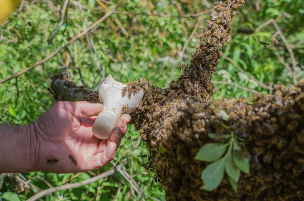 Apicoltura. Sciame di api fuggite che nidificano su un albero . — Foto Stock