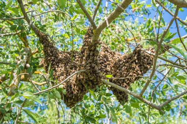 Beekeeping. Escaped bees swarm nesting on a tree.