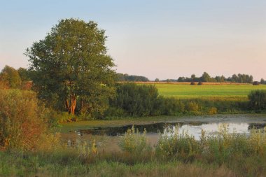 nehir boyunca alan manzaralı yaz orman arka plan