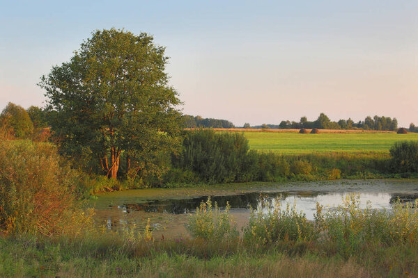 летний лесной фон с видом на поле через реку
