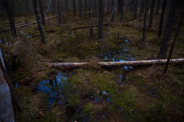 bahar ormanında bataklık