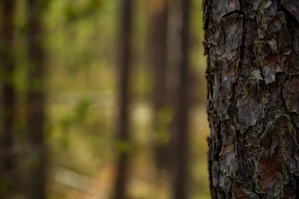 kozalaklı ormanda bir ağaç ile arka plan