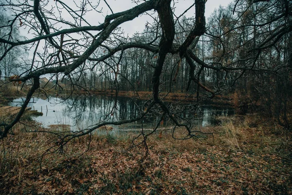 Odbočka Visící Nad Rybníkem Podzim — Stock fotografie