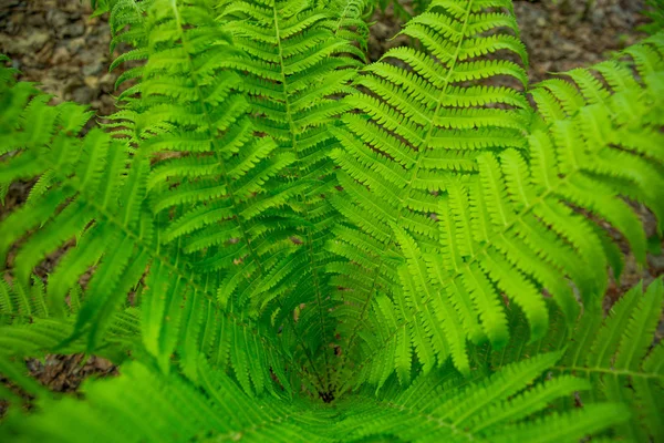 Zelená Kapradina Lese — Stock fotografie