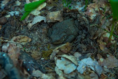 düşmüş yapraklarda saklanan bir kurbağa