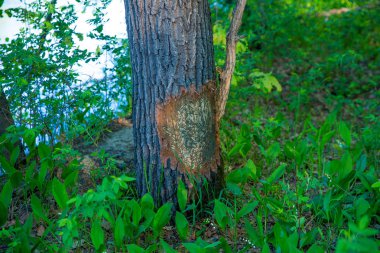 beavers nibbled tree in the kerzhenskiy state nature reserve clipart
