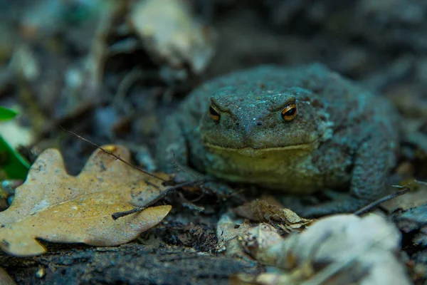 düşmüş yapraklarda saklanan bir kurbağa