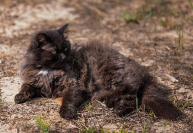 toz içinde yatan kabarık siyah kedi