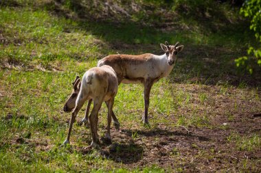 Kerzhenskiy devlet doğa rezervgenç eindeers, Nizhny Novgorod oblast, Rusya