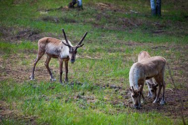Kerzhenskiy devlet doğa rezerv in Reindeer, Nizhny Novgorod oblast, Rusya