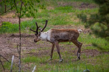 Kerzhenskiy devlet doğa rezerv in Reindeer, Nizhny Novgorod oblast, Rusya
