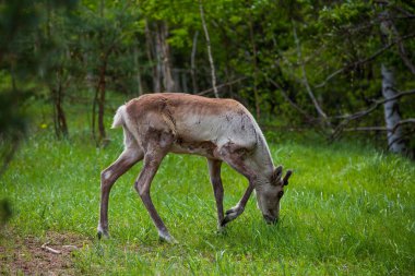 Kerzhenskiy devlet doğa rezerv in Reindeer, Nizhny Novgorod oblast, Rusya