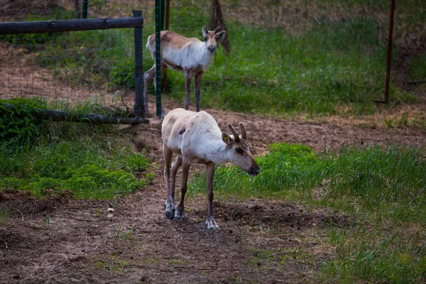 Kerzhenskiy devlet doğa rezerv in Reindeer, Nizhny Novgorod oblast, Rusya