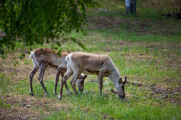 Kerzhenskiy devlet doğa rezervgenç eindeers, Nizhny Novgorod oblast, Rusya