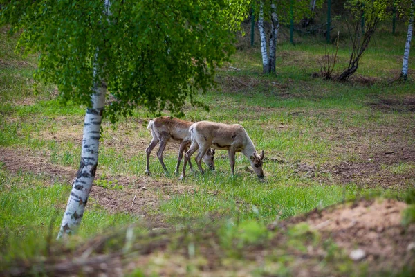 Kerzhenskiy devlet doğa rezervgenç eindeers, Nizhny Novgorod oblast, Rusya