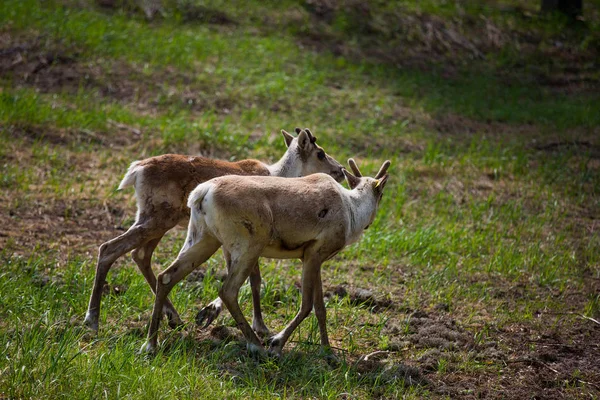 Kerzhenskiy devlet doğa rezervgenç eindeers, Nizhny Novgorod oblast, Rusya