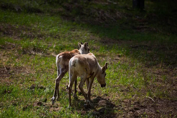 Kerzhenskiy devlet doğa rezervgenç eindeers, Nizhny Novgorod oblast, Rusya