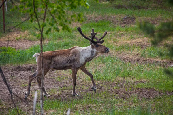 Kerzhenskiy devlet doğa rezerv in Reindeer, Nizhny Novgorod oblast, Rusya