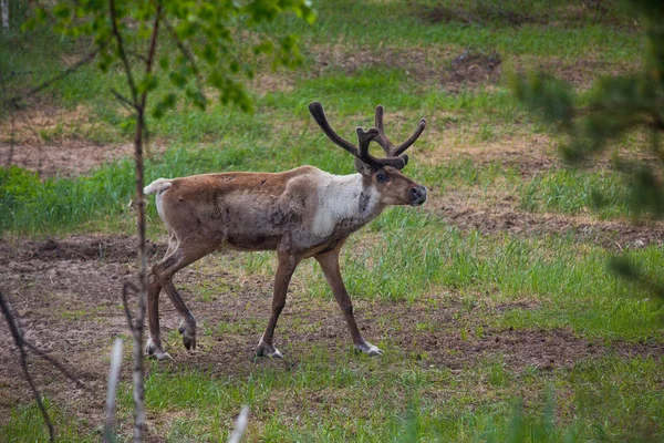 Kerzhenskiy devlet doğa rezerv in Reindeer, Nizhny Novgorod oblast, Rusya