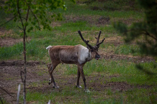 Kerzhenskiy devlet doğa rezerv in Reindeer, Nizhny Novgorod oblast, Rusya