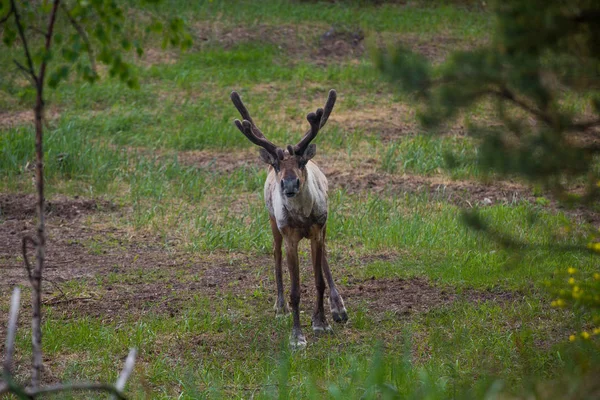 Kerzhenskiy devlet doğa rezerv in Reindeer, Nizhny Novgorod oblast, Rusya