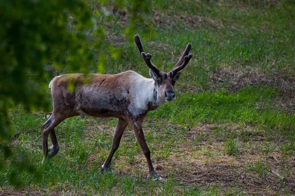 Kerzhenskiy devlet doğa rezerv in Reindeer, Nizhny Novgorod oblast, Rusya