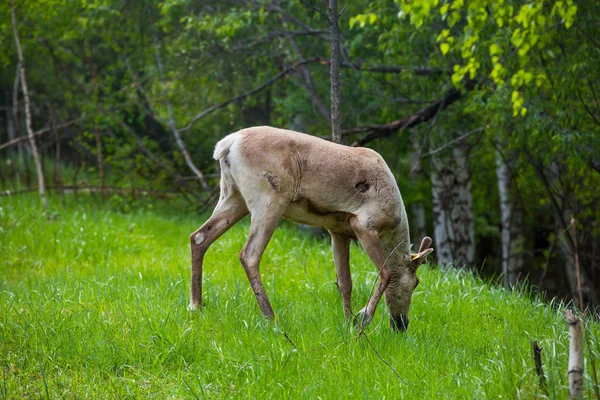 Kerzhenskiy devlet doğa rezervgenç eindeers, Nizhny Novgorod oblast, Rusya