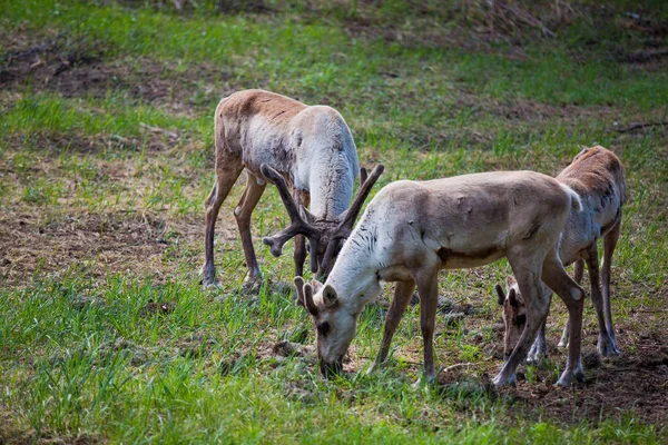 Kerzhenskiy devlet doğa rezerv in Reindeer, Nizhny Novgorod oblast, Rusya