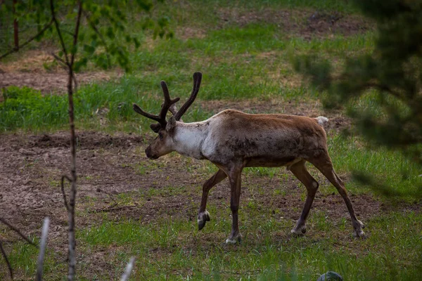 Kerzhenskiy devlet doğa rezerv in Reindeer, Nizhny Novgorod oblast, Rusya