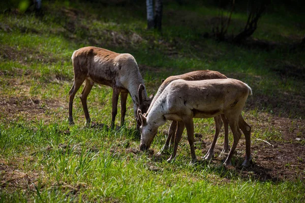 Kerzhenskiy devlet doğa rezerv in Reindeer, Nizhny Novgorod oblast, Rusya