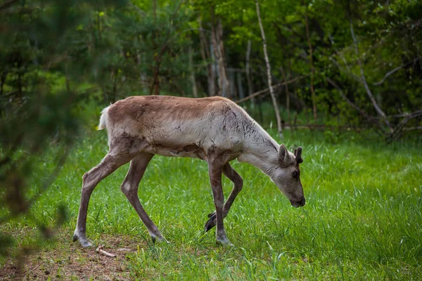 Kerzhenskiy devlet doğa rezervgenç eindeers, Nizhny Novgorod oblast, Rusya