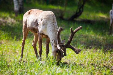 Kerzhenskiy devlet doğa rezerv in Reindeer, Nizhny Novgorod oblast, Rusya