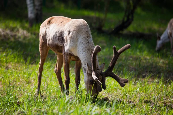 Kerzhenskiy devlet doğa rezerv in Reindeer, Nizhny Novgorod oblast, Rusya