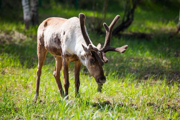 Kerzhenskiy devlet doğa rezerv in Reindeer, Nizhny Novgorod oblast, Rusya