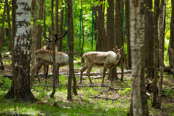 Kerzhenskiy devlet doğa rezerv in Reindeer, Nizhny Novgorod oblast, Rusya