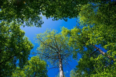 Ormandaki ağaçların tepeleri
