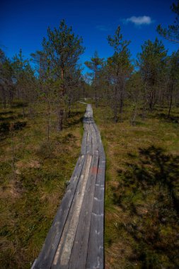 Bahar ormanında ahşap yol