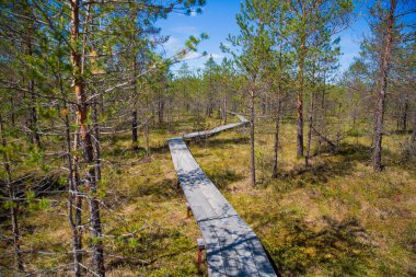 Bahar ormanında ahşap yol