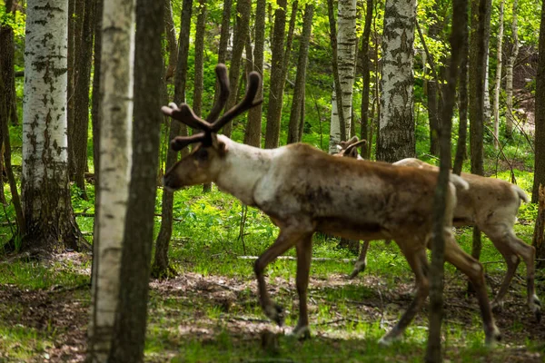 Kerzhenskiy devlet doğa rezerv in Reindeer, Nizhny Novgorod oblast, Rusya