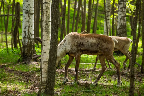 Kerzhenskiy devlet doğa rezerv in Reindeer, Nizhny Novgorod oblast, Rusya