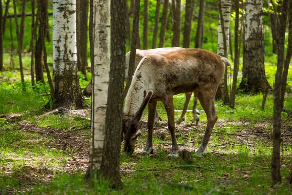 Kerzhenskiy devlet doğa rezerv in Reindeer, Nizhny Novgorod oblast, Rusya
