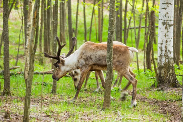 Kerzhenskiy devlet doğa rezerv in Reindeer, Nizhny Novgorod oblast, Rusya