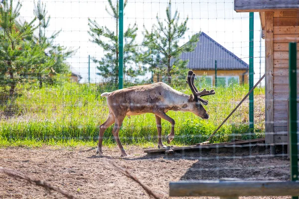 ケルゼンスキー州自然保護区のトナカイ ニジニ ノヴゴロド州 ロシア — ストック写真