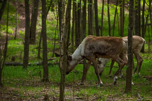 Kerzhenskiy devlet doğa rezerv in Reindeer, Nizhny Novgorod oblast, Rusya
