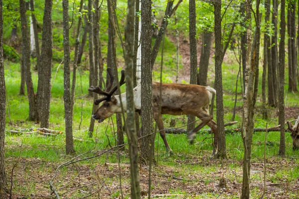 Kerzhenskiy devlet doğa rezerv in Reindeer, Nizhny Novgorod oblast, Rusya
