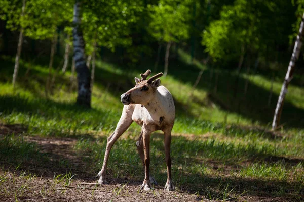 Kerzhenskiy devlet doğa rezerv in Reindeer, Nizhny Novgorod oblast, Rusya