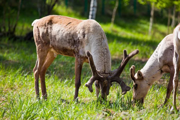 Kerzhenskiy devlet doğa rezerv in Reindeer, Nizhny Novgorod oblast, Rusya